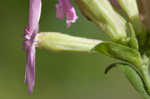 Sticky catchfly